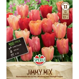 Maxi Triumph-Tulpen Jimmy Mix (Tulipa hybrids)