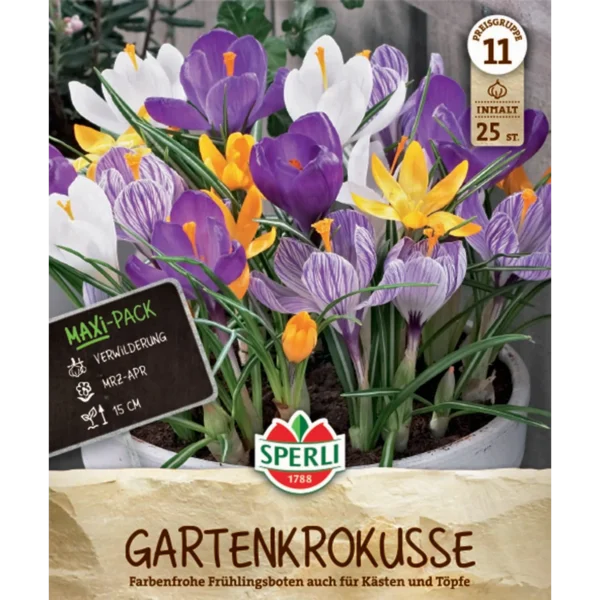 Maxi Gartenkrokus Mischung (Crocus vernus)