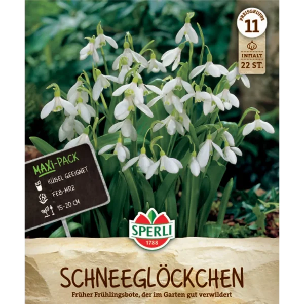 Schneeglöckchen (Galanthus ikariae) Maxi-Pack