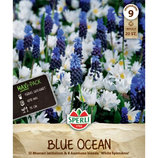 Maxi Blue Ocean Mischung (Traubenhyazinthen & Anemonen)