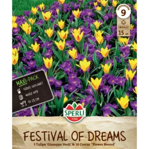Krokusse und Tulpen Mischung (Maxi Festival of Dreams)