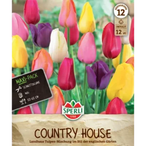 Maxi Tulpen Landhaus Mischung (Tulipa hybrids)