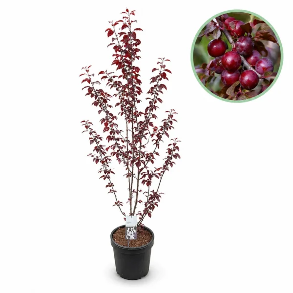 Kriecherlbaum Prunus cerasifera Nigra 18 L