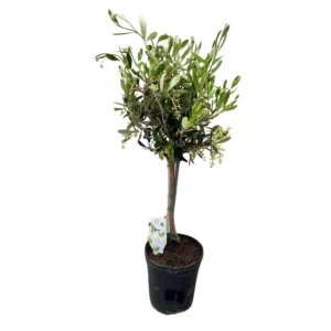 Olivenbaum (Olea) - Ø15cm - ↕60cm