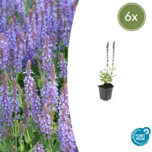 Salbei (Salvia nemorosa 'Caradonna') - 6x Stauden im Set