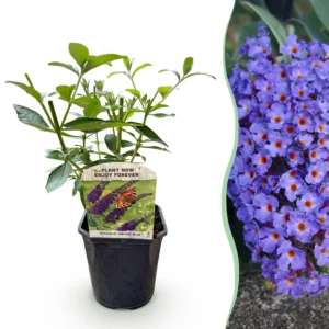 Schmetterlingsstrauch (Buddleja davidii Empire Blue) - Winterhart - Blau - 1 Pflanze - Topf 17cm - Höhe 45cm