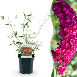Schmetterlingsstrauch (Buddleja davidii Royal Red) - Winterhart - Rot - 1 Pflanze - Topf 17cm - Höhe 45cm