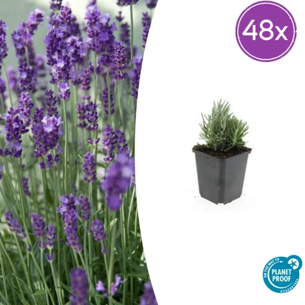 Lavendel (Lavandula angustifolia 'Dwarf Blue') - 48x Pflanzen im Set