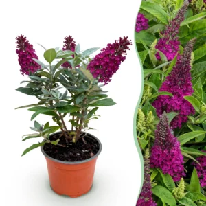 Schmetterlingsstrauch (Buddleja davidii) Butterfly Candy Little Ruby - Kompakt - Rot - 1 Pflanze - Topf 12cm - Höhe 20-25cm