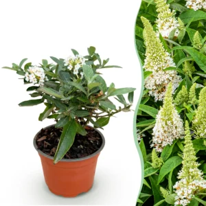 Schmetterlingsstrauch (Buddleja davidii Butterfly Candy Little White) - Kompakt - Weiß - 1 Pflanze - Topf 12cm - Höhe 20-25cm
