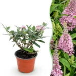 Schmetterlingsstrauch (Buddleja davidii) Butterfly Candy Little Pink - Kompakt - Rosa - 1 Pflanze - Topf 12cm - Höhe 20-25cm