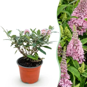 Schmetterlingsstrauch (Buddleja davidii) Butterfly Candy Little Pink - Kompakt - Rosa - 1 Pflanze - Topf 12cm - Höhe 20-25cm