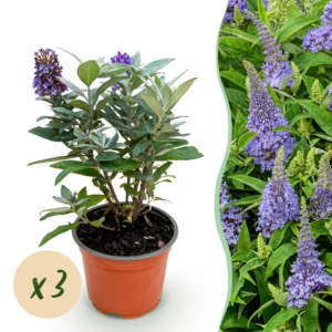 Schmetterlingsstrauch (Buddleja davidii) Butterfly Candy Little Lila - Kompakt - 3 Pflanzen - Topf 12cm - Höhe 20-25cm