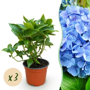 Hortensie (Hydrangea macrophylla Blau) - Winterhart - 3 Pflanzen - Topf 12cm - Höhe 20-30cm