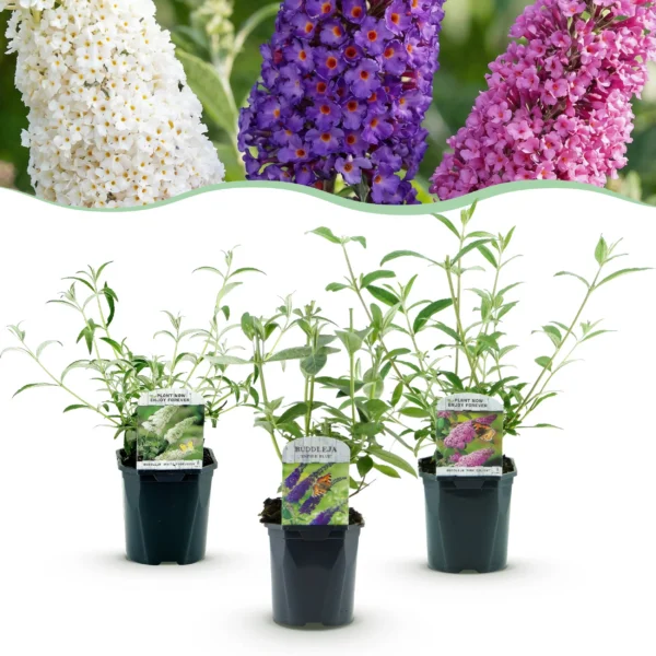 Schmetterlingsstrauch (Buddleja davidii Tricolour) - 3 Pflanzen im 17cm Topf, Höhe 45cm