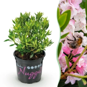 Zwerg-Rhododendron (Rhododendron Bloombux Light Pink) - Blühender Buchsbaum - 10,5cm Topf - Höhe 20-25cm