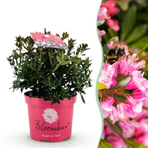 Rhododendron Bloombux Magenta (Rhododendron) - Blühender Buxus mit rosa Blüten - 1 Pflanze im 17cm Topf