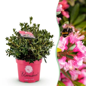 Zwerg-Rhododendron (Rhododendron Bloombux Magenta) - Blühender Buchsbaum - Rosa Blüte - Topf 23cm - Höhe 45-55cm