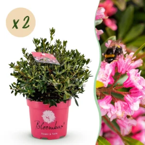 Rhododendron Bloombux Magenta (Zwerg-Rhododendron) - 2 Pflanzen im 23cm Topf