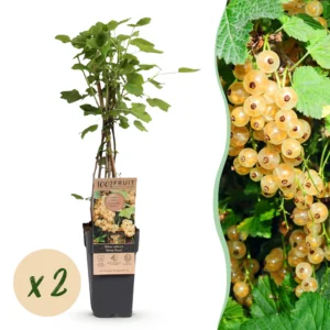 Weiße Johannisbeere (Ribes rubrum Witte Parel) - Beerenpflanze - 2 Pflanzen - Topf 15cm - Höhe 50cm