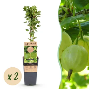 Stachelbeere (Ribes uva-crispa Hinnonmäki Grün) - 2 Pflanzen im 15cm Topf