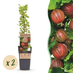Stachelbeere (Ribes uva-crispa Hinnonmäki Röd) - 2 Pflanzen im 15cm Topf