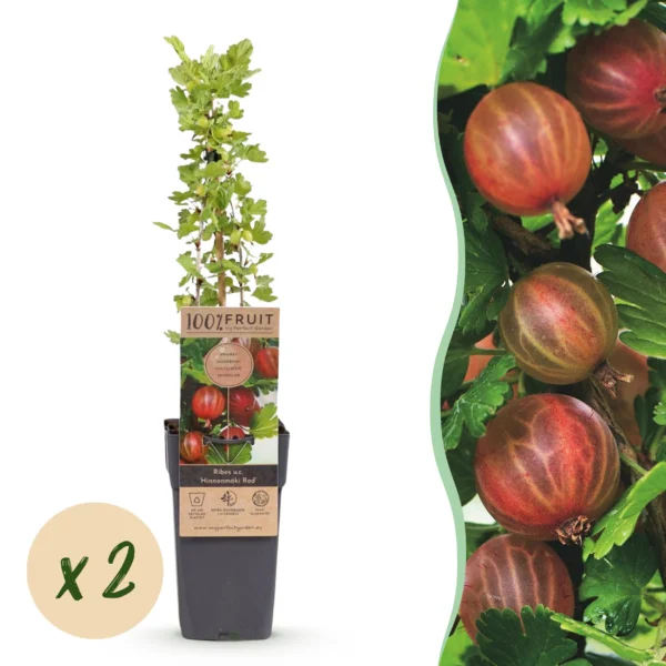 Stachelbeere (Ribes uva-crispa Hinnonmäki Röd) - 2 Pflanzen im 15cm Topf