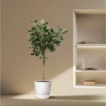 Baumfreund (Ficus Benghalensis vertakt)