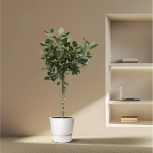 Baumfreund (Ficus Benghalensis vertakt)