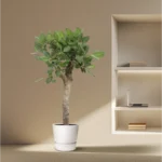 Baumfreund (Ficus Benghalensis vertakt)