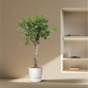 Baumfreund (Ficus Benghalensis vertakt)