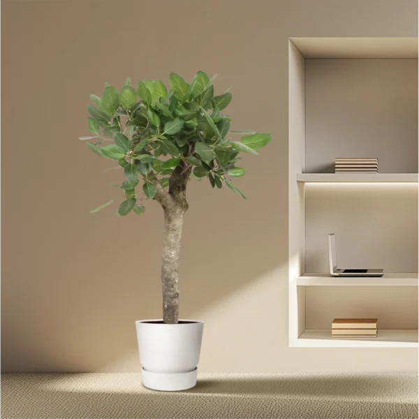 Baumfreund (Ficus Benghalensis vertakt)