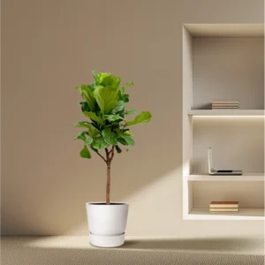 Geigenfeige (Ficus Lyrata) - Zimmerpflanze mit großen Blättern