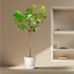 Geigenfeige (Ficus Lyrata) - Zimmerpflanze mit großen Blättern
