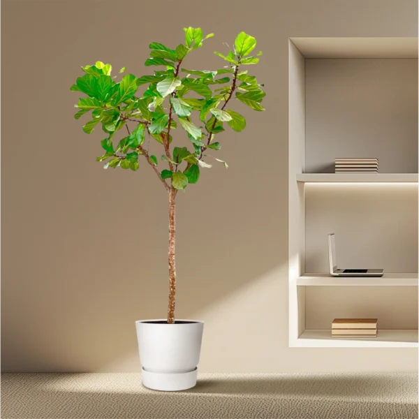 Geigenfeige (Ficus Lyrata) - Zimmerpflanze mit großen Blättern