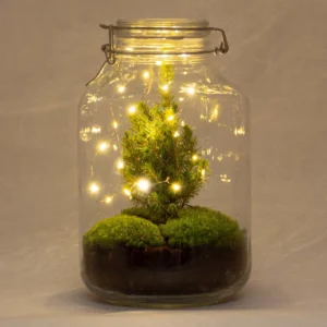 DIY Flaschengarten - Jar Christma (Helleborus) - 28 cm