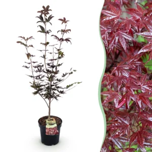 Japanischer Ahorn (Acer palmatum Bloodgood) - Laubabwerfend - Rot - Topf 26cm - Höhe 90cm