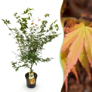 Japanischer Ahorn (Acer palmatum Katsura) - Laubabwerfend - Grün - Topf 26cm - Höhe 90cm
