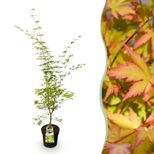 Japanischer Ahorn (Acer palmatum Sangokaku) - Laubabwerfend - Grün - Topf 26cm - Höhe 90cm