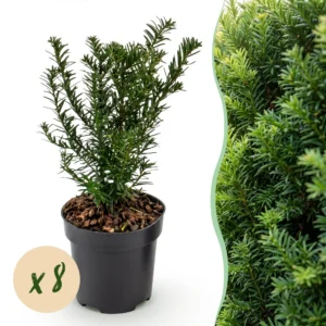 Eibe (Taxus baccata) - Heckenpflanzen - Immergrün - Topf 9cm - Höhe 20-30cm