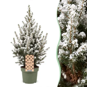 Zuckerhutfichte (Picea glauca Conica) - Weihnachtsbaum - Ø17cm - ↕65cm