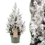 Zuckerhutfichte (Picea glauca Conica) - Weihnachtsbaum - Ø19cm - ↕65cm