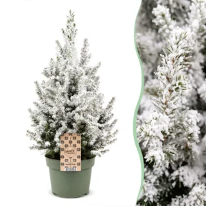 Zuckerhutfichte (Picea glauca Conica) - Weihnachtsbaum - Ø19cm - ↕65cm
