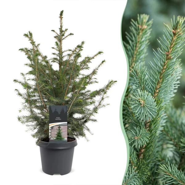 Serbische Fichte (Picea omorika) - Weihnachtsbaum - Ø23cm - ↕70cm