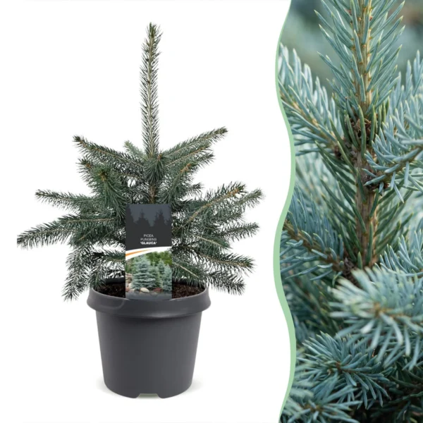 Blaufichte (Picea pungens Glauca) - Weihnachtsbaum - Ø23cm - ↕60cm
